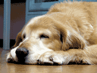 b0022655_13135963.gif