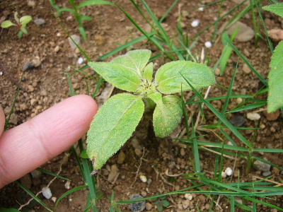 b0015260_8582729.jpg