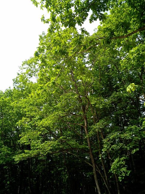 f0046262_2156543.jpg