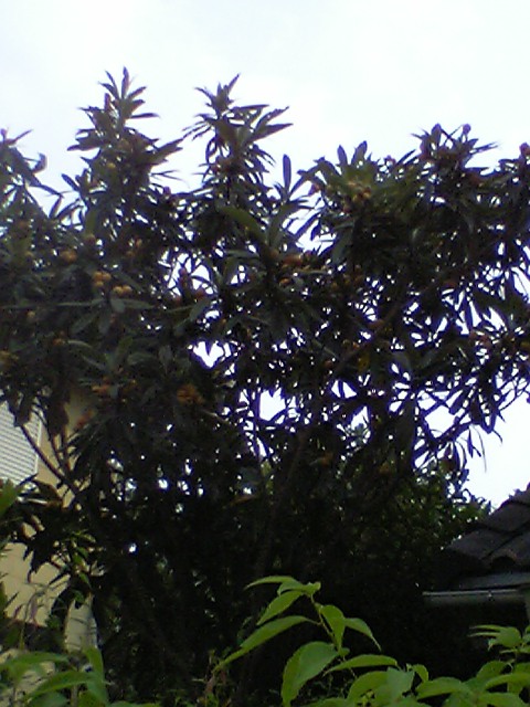 d0000607_08091.jpg