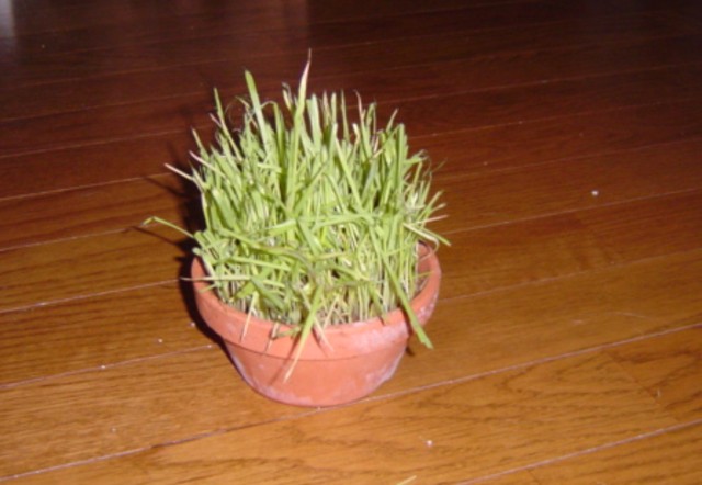 f0012924_2534932.jpg