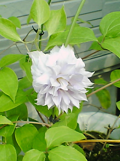 d0005783_2383835.jpg