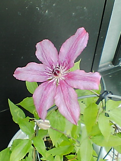 d0005783_239381.jpg