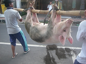 a0036499_23471064.jpg
