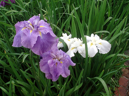f0060424_13102225.jpg