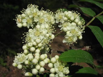f0051638_2071694.jpg