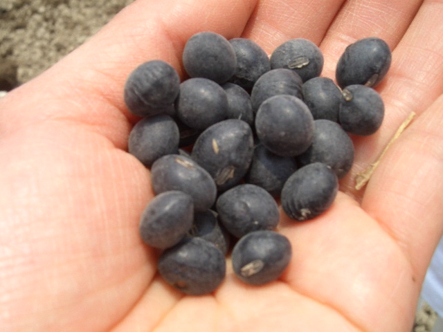 f0009451_4574372.jpg