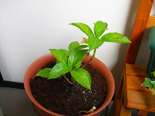 f0049685_1523265.jpg