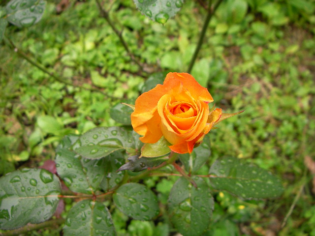 b0091187_21302919.jpg