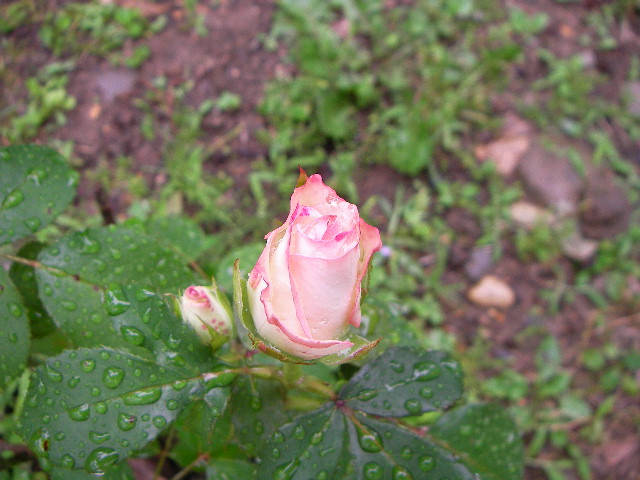 b0091187_21351266.jpg