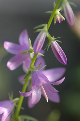 c0026690_20451483.jpg