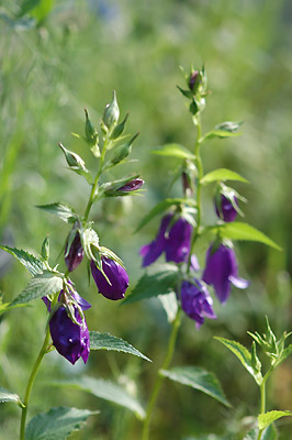 c0026690_20484187.jpg