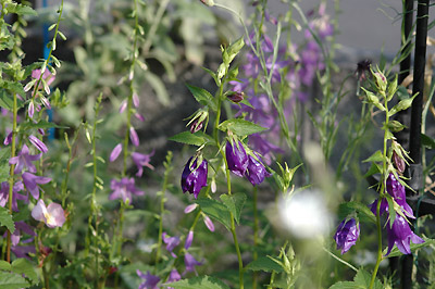 c0026690_2050213.jpg