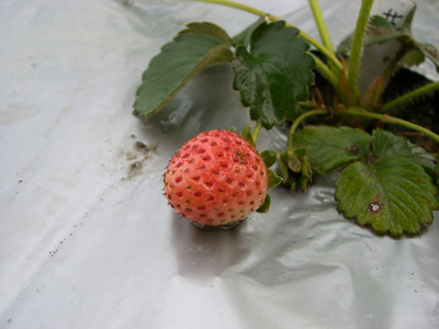 f0070493_20334844.jpg