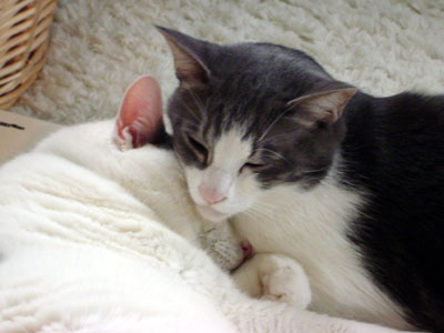 e0026704_455929.jpg