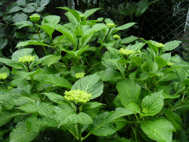 a0020929_9204342.jpg