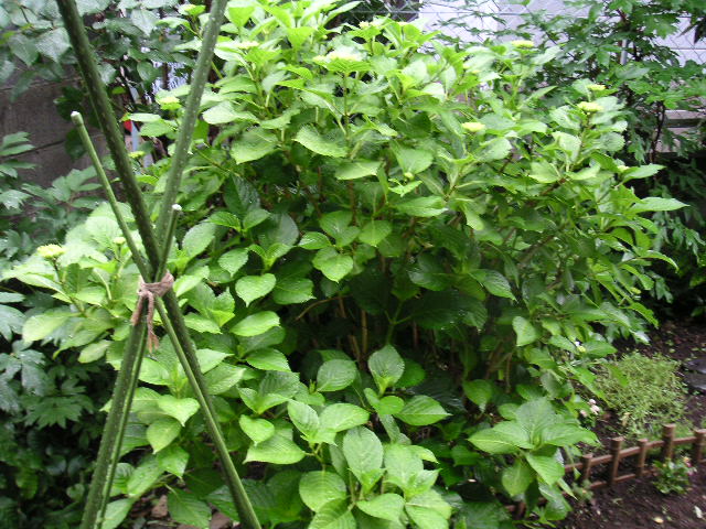 a0020929_9325168.jpg