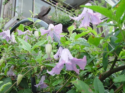 f0060535_8243480.jpg