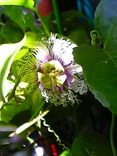 c0056437_16211348.jpg