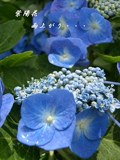 b0102560_204532100.jpg