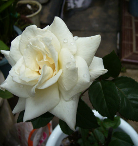 e0063270_23242011.jpg