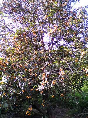 c0017802_905658.jpg
