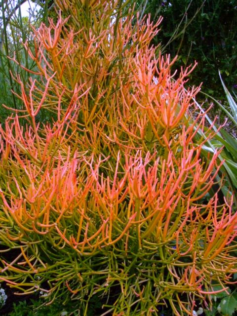 c0062603_1535134.jpg