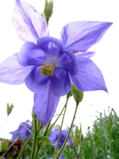 c0062603_1552887.jpg