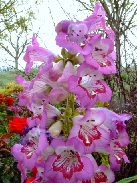 c0062603_155820.jpg