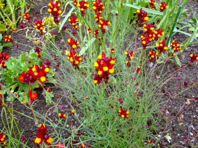 c0062603_156552.jpg
