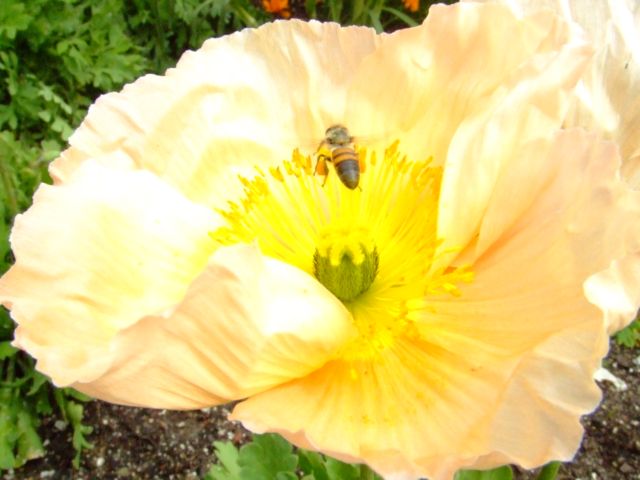 c0062603_1574143.jpg