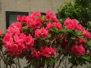 f0041606_20143843.jpg