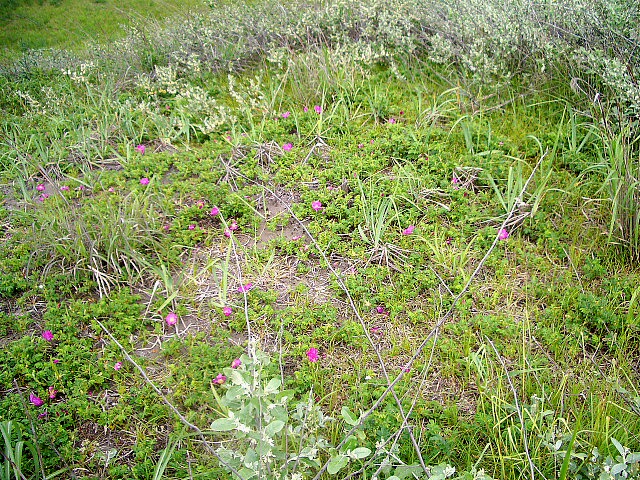 d0050007_19183071.jpg