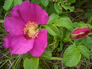 d0050007_19242889.jpg