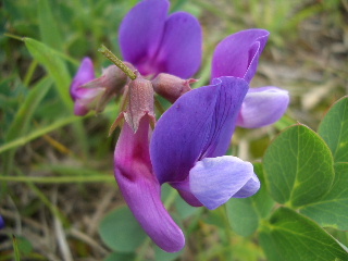 d0050007_19245574.jpg