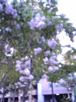b0057825_15056.jpg