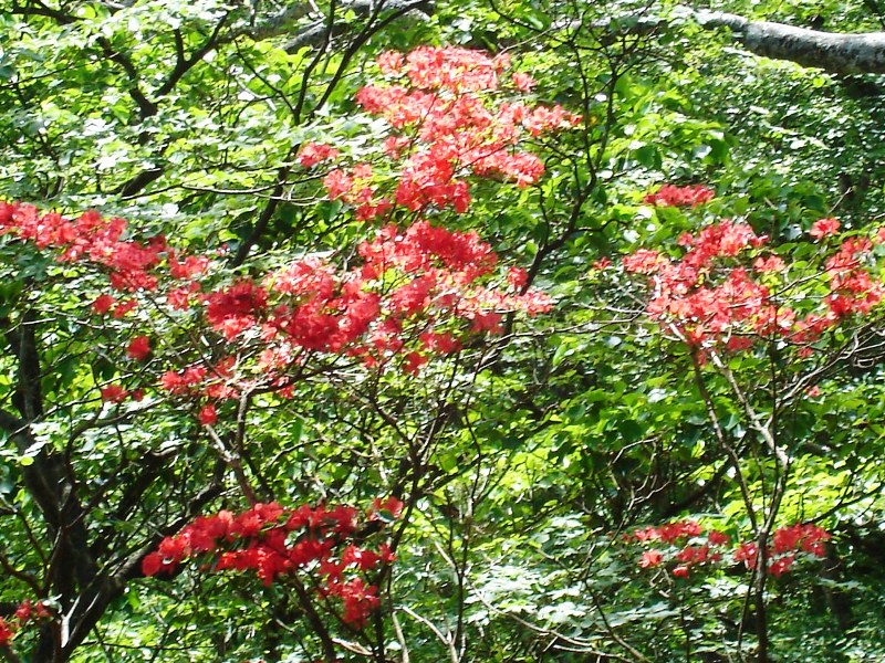 f0039234_18183955.jpg