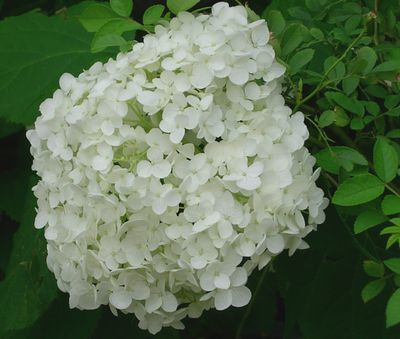 c0074444_1538111.jpg