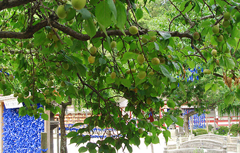 c0049601_90257.jpg
