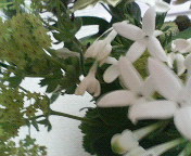 e0040804_6265990.jpg
