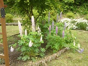 e0049409_0444192.jpg