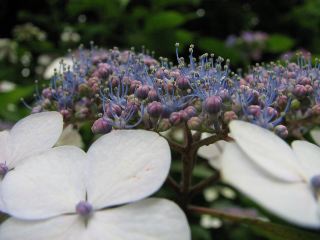 b0053414_11193024.jpg