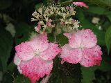 b0053414_11425024.jpg