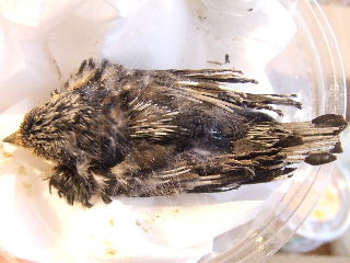 d0035420_2134325.jpg