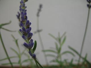 a0043326_133565.jpg