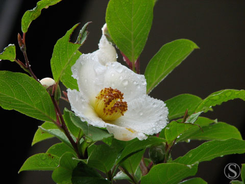 e0021328_23234246.jpg