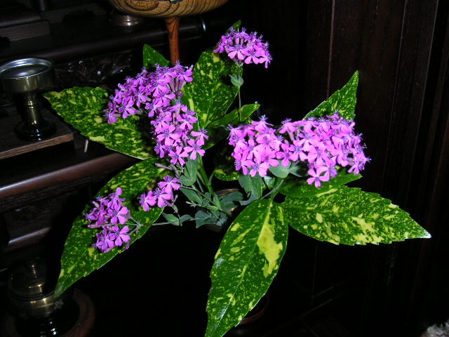 a0020929_9595512.jpg