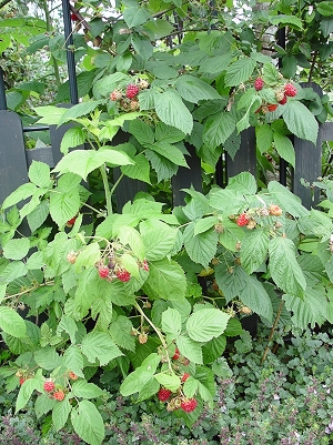 f0060535_23255555.jpg