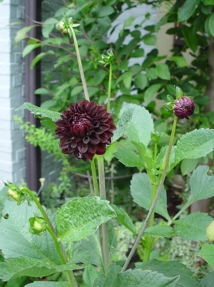 f0060535_23345211.jpg