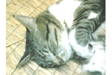 c0011446_1201878.jpg